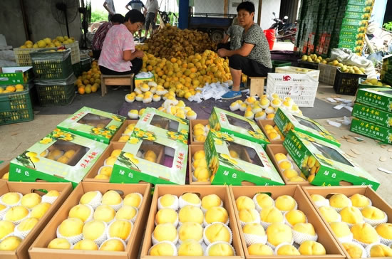 江蘇太倉 “定制”黃桃上市 新鮮水果批發(fā)火熱